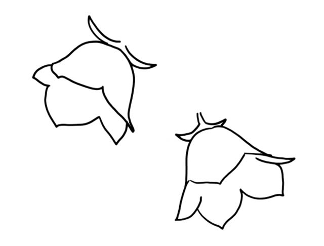 风铃草简笔画步骤