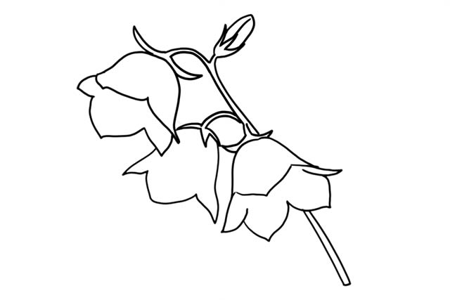 风铃草简笔画步骤