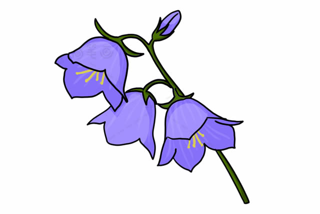 风铃草简笔画步骤