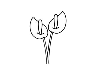 马蹄莲怎么画 马蹄莲简笔画步骤