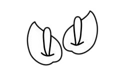 马蹄莲怎么画 马蹄莲简笔画步骤