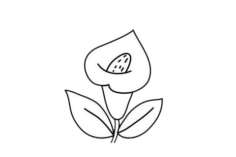 马蹄莲怎么画 马蹄莲简笔画步骤