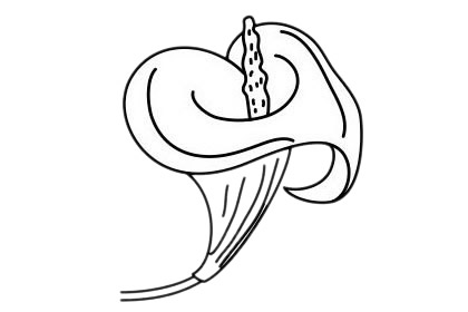 马蹄莲怎么画 马蹄莲简笔画步骤