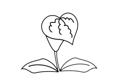 马蹄莲怎么画 马蹄莲简笔画步骤