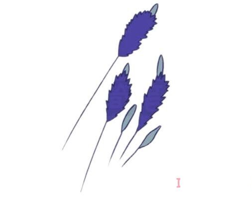 紫色的薰衣草简笔画怎么画(紫色薰衣草照片)