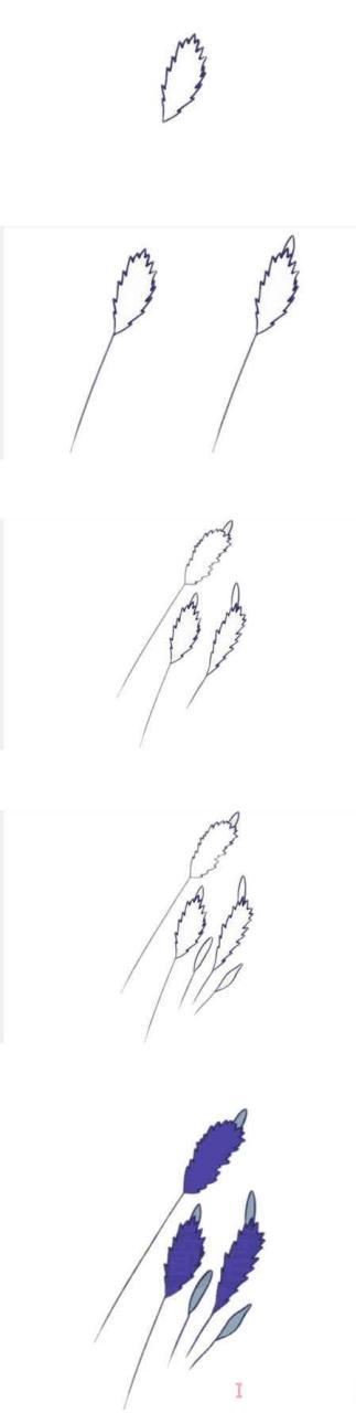 薰衣草的画法步骤图带颜色 薰衣草简笔画图片