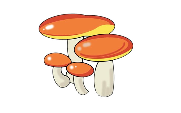 乳牛肝菌简笔画步骤