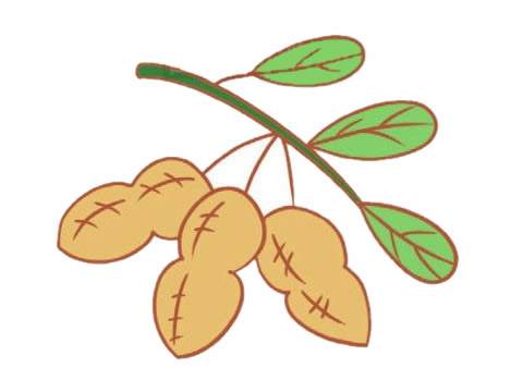 带叶子的花生简笔画(花生叶子卡通)