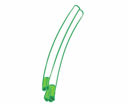 三张关于大葱的简笔画(大葱 手绘)