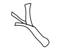 大葱简笔画简单画法