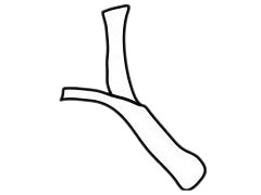 大葱简笔画简单画法