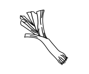 大葱简笔画简单画法