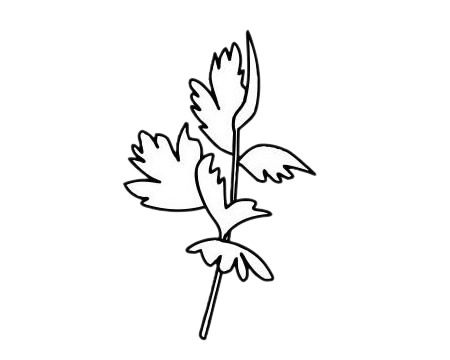 香菜简笔画图片大全