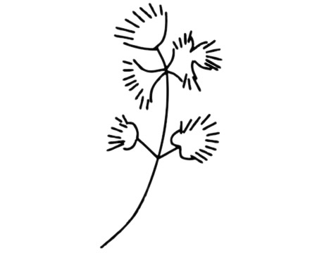 香菜简笔画图片大全