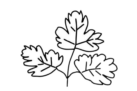香菜简笔画图片大全