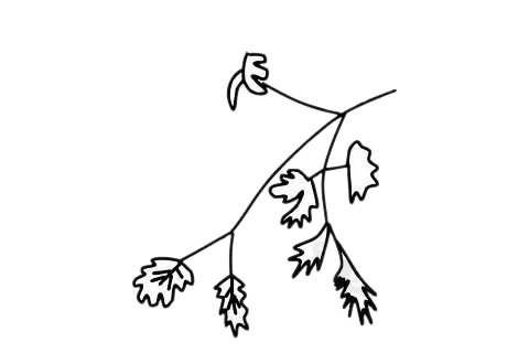 香菜简笔画图片大全