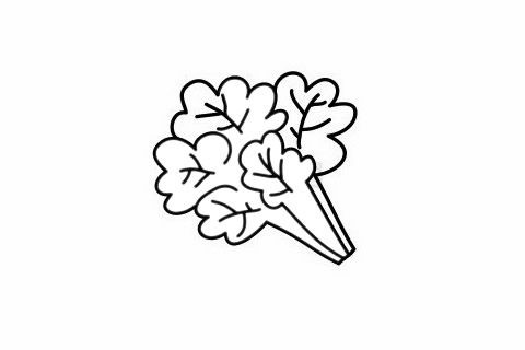 香菜简笔画详细步骤