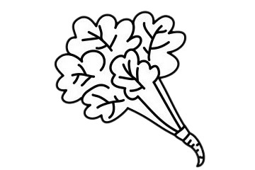 香菜简笔画详细步骤