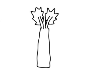 莴笋简笔画简单画法