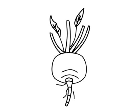 甜菜简笔画图片大全