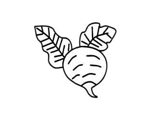 甜菜简笔画步骤