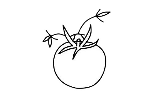 番茄简笔画图片大全