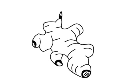 一组生姜简笔画图片大全