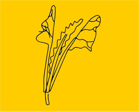 菠菜简笔画图片大全