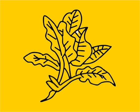 菠菜简笔画图片大全