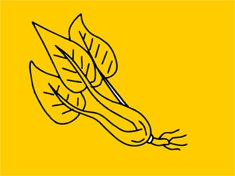 菠菜简笔画图片大全