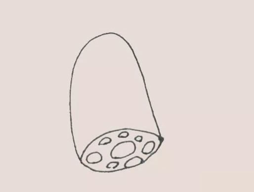 可爱的莲藕简笔画