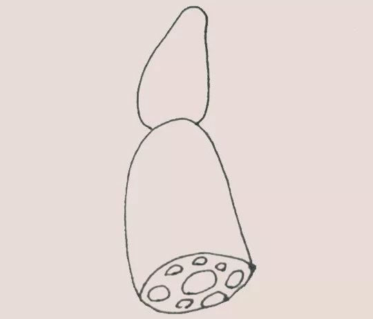 可爱的莲藕简笔画