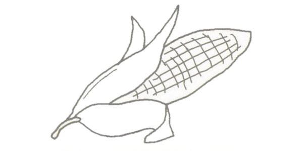 玉米简笔画的画法