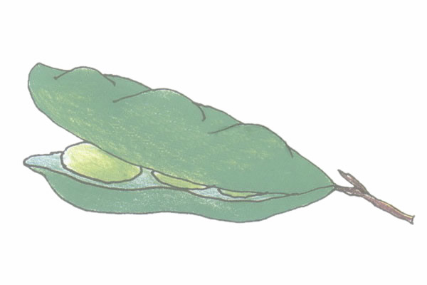 豆角简笔画的画法