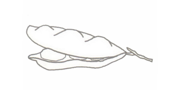 豆角简笔画的画法