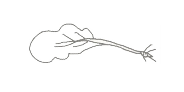 青菜简笔画的画法(青菜简笔画步骤)