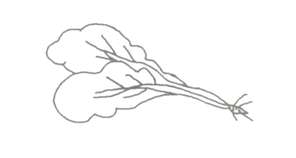 青菜简笔画的画法