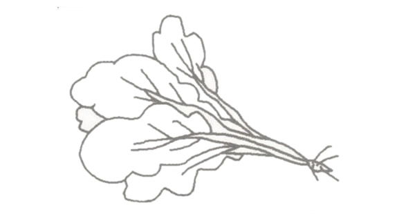 青菜简笔画的画法