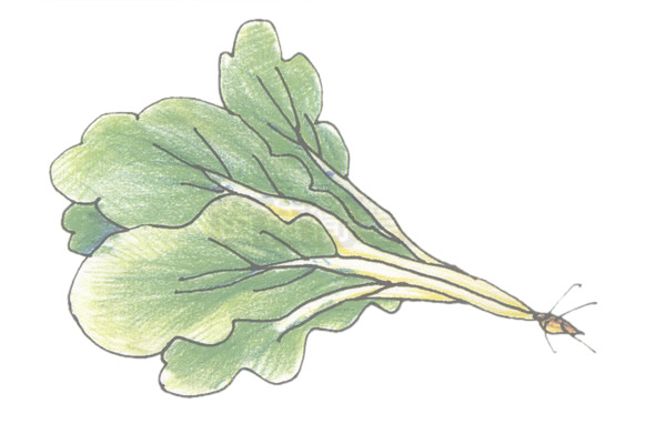 青菜简笔画的画法