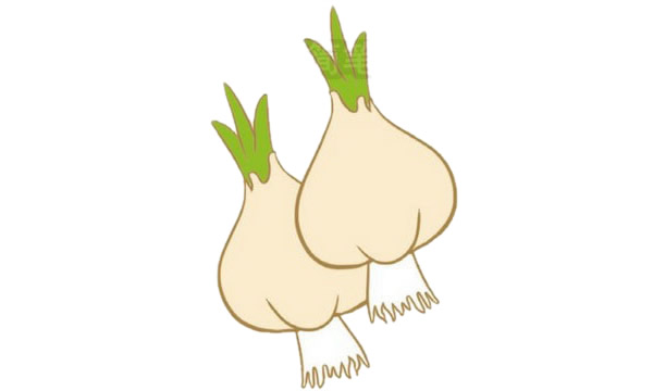 大蒜简笔画图片大全