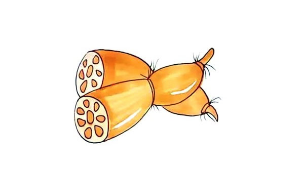 漂亮的莲藕简笔画