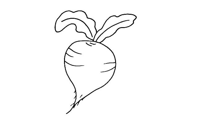 一步步教你画好看的萝卜