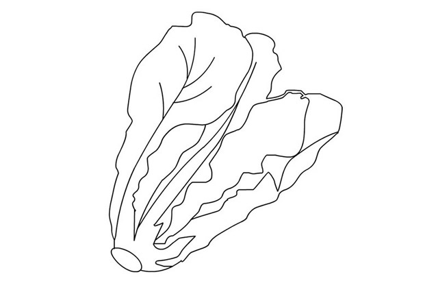 漂亮的生菜简笔画(漂亮的生菜简笔画怎么画)