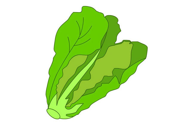 漂亮的生菜简笔画