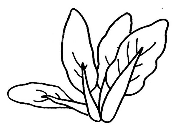 油菜简笔画(油菜简笔画简单又好看)