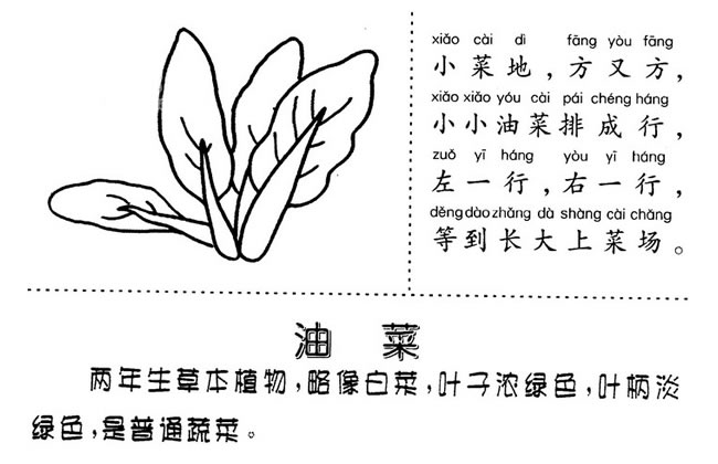 油菜简笔画