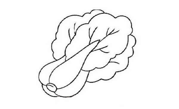 五种不同的白菜简笔画(世界上最简单的白菜简笔画)