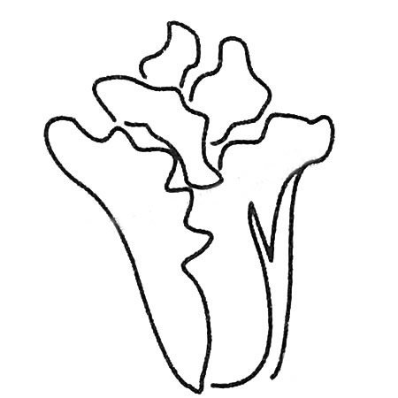 白菜简笔画画法