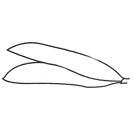 豌豆简笔画步骤(豌豆简笔画步骤图片)