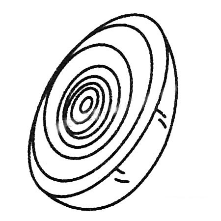 洋葱简笔画图片大全